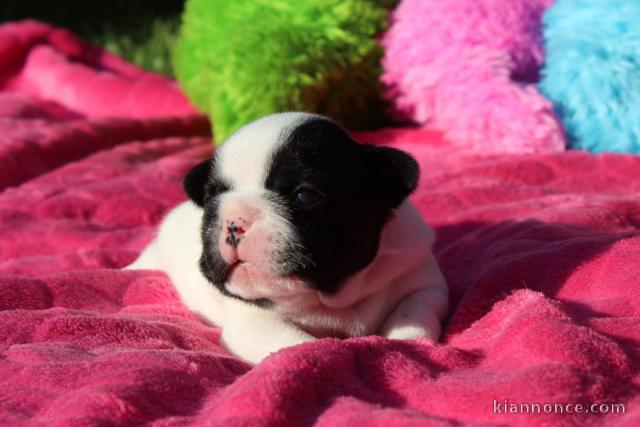 Chiot bouledogue français mâle a adopter 