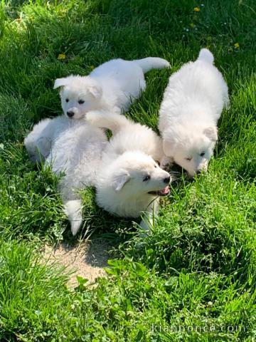 Magnifique chiots berger blanc suisse 