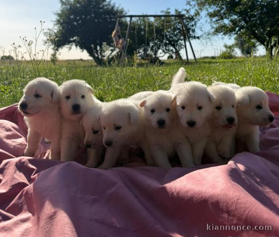 Adorable chiot berger blanc suisse 