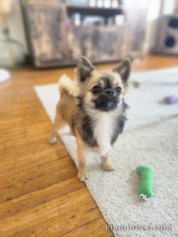 Je donne chiot chihuahua femelle 