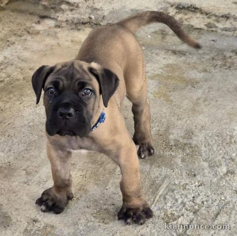 Je donne chiot cane corso disponible 
