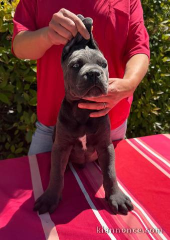 Je donne chiot cane corso 