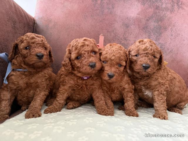 Je donne chiot caniche disponible 