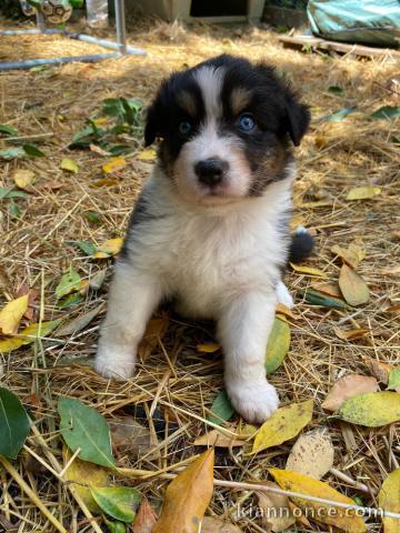 Je donne chiot berger australien mâle 