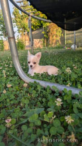 Je donne chiot chihuahua femelle 
