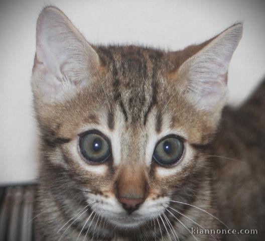 Chatons Bengal magnifique 