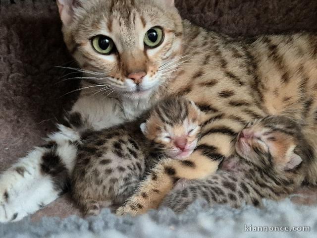 Magnifique chaton Bengal mâle et femelle 