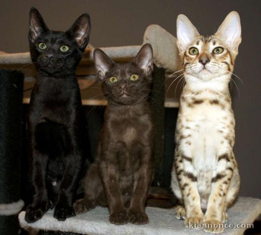 Je donne chaton Savannah 
