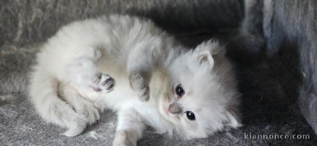 Adorable chaton sibérien disponible 