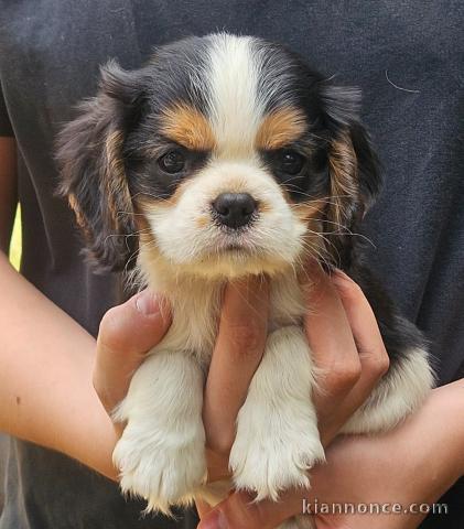 Chiots cavalier king charles mâle 