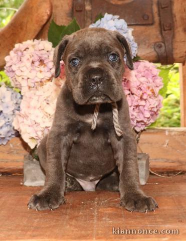 Dons chiots cane corso disponible 