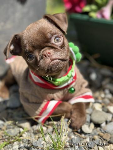 Chocolate Petit Brabancon (Smooth Brussel Griffon)