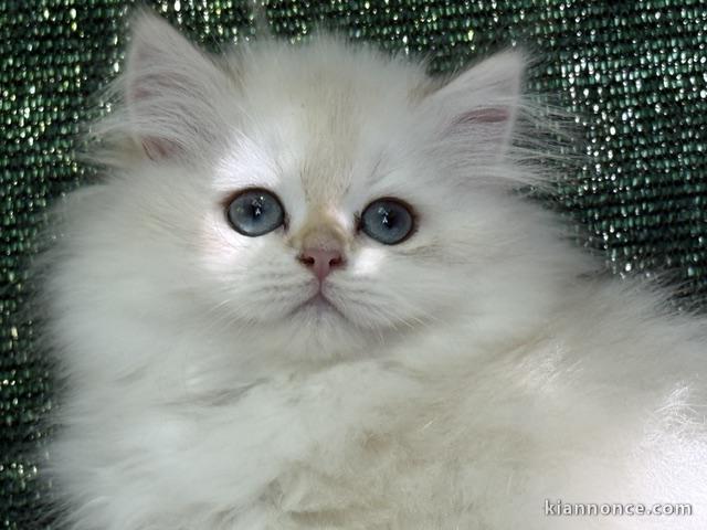 Chatons British Shorthair et Longhair adopter urgent 