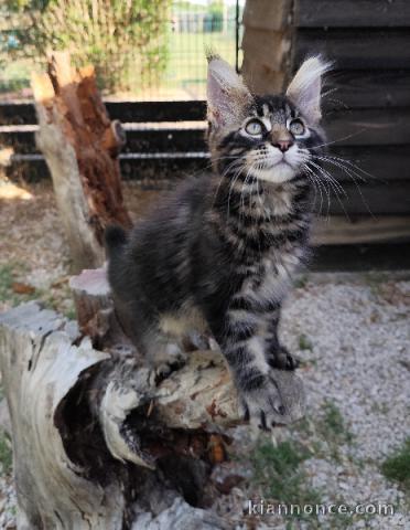 Magnifique chaton Maine coon disponible 