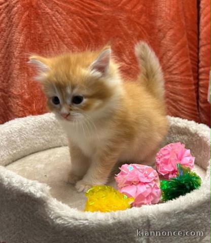 Chatons sibérien pour adoption 