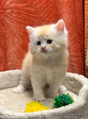 Adorable chaton sibérien disponible 
