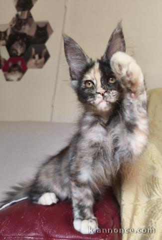 Magnifique chaton Maine coon disponible 