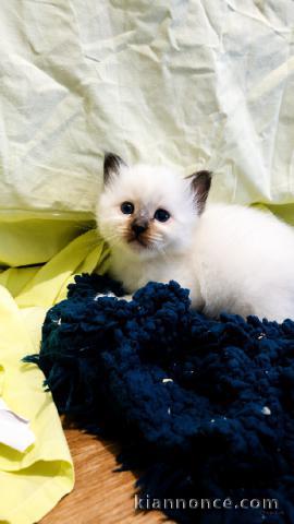 Je donne mon chatons sacré de Birmanie 