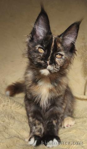 Magnifique chaton Maine coon pour adoption 