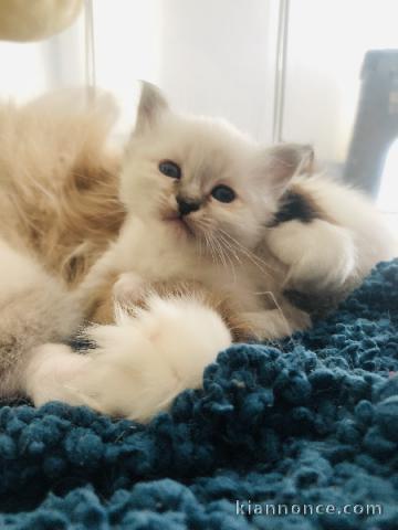 Je donne mon chaton sacré de Birmanie 