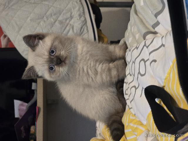 Chatons British Shorthair et Longhair à donner 