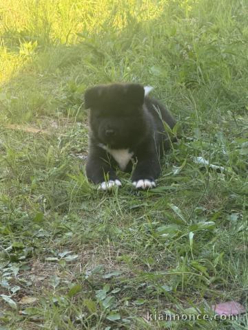 Chiot Akita pour adoption 