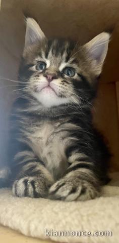 Je donne chaton Maine coon disponible 