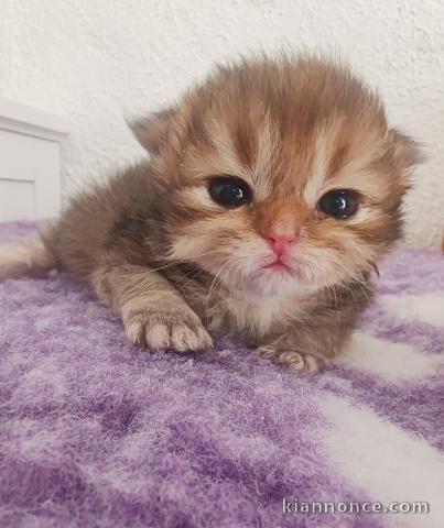 Chatons British Shorthair et Longhair à donner 