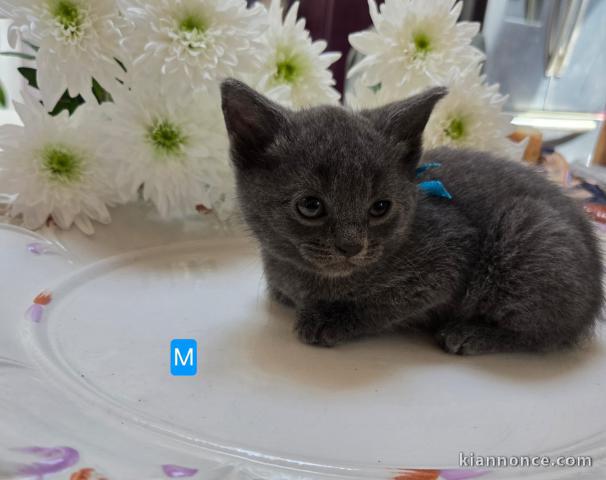 Chatons chartreux disponible 