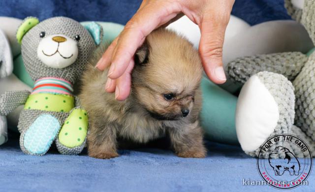 Chiots spitz allemand disponible 