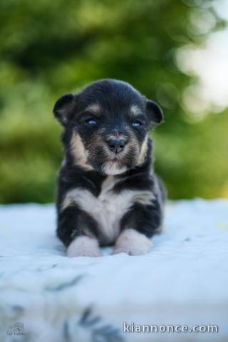 Chiots berger australien pour adoption 