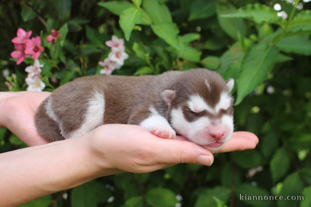 Chiots husky sibérien pour adoption 