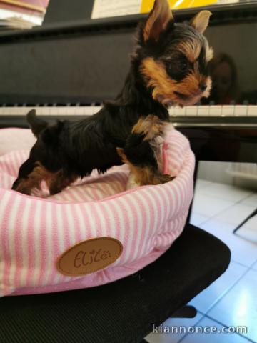 Je donne chiot Yorkshire femelle 