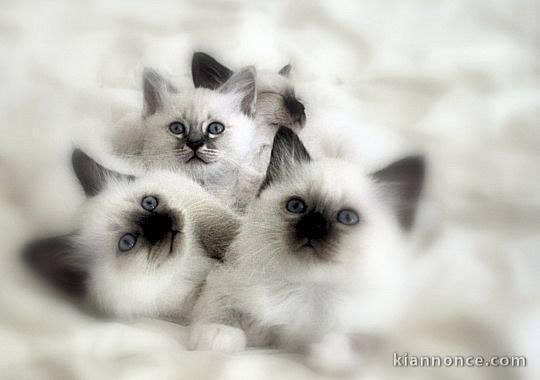 Bébé chaton sacré de Birmanie pour adoption 