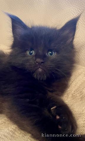 Adorable chaton Maine coon disponible 