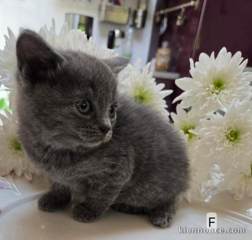 Je donne chaton chartreux disponible 