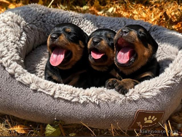 Chiots Rottweiler pour adoption 