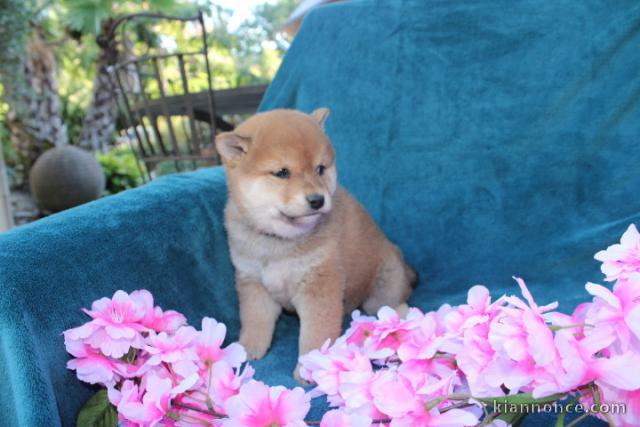 Chiots Shiba disponible pour adoption 