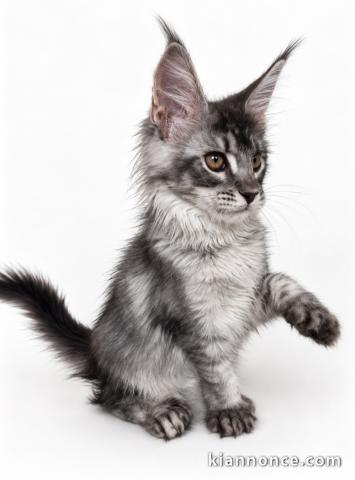 Bébé chaton Maine coon disponible 