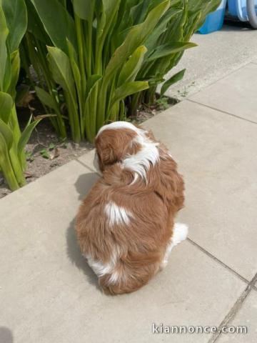 Je donne chiot cavalier king charles mâle 