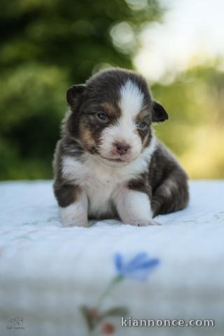 À partir Chiot berger australien 