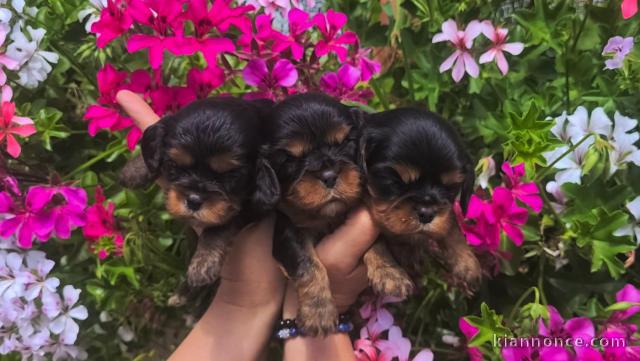 Chiots cavalier king Charles à place urgent 