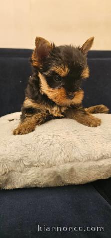 Je donne chiot Yorkshire femelle 