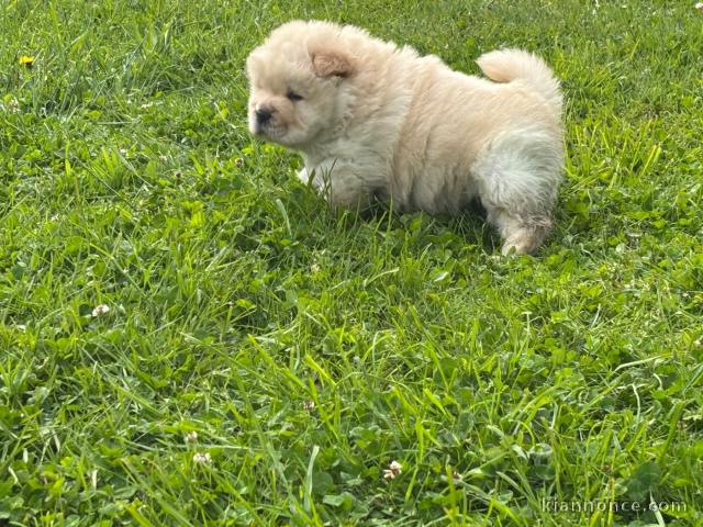 Adorable chiot chow-chow pour adoption 