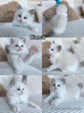 Dons chaton Ragdoll disponible 