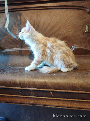 Je donne mes chaton Maine coon 
