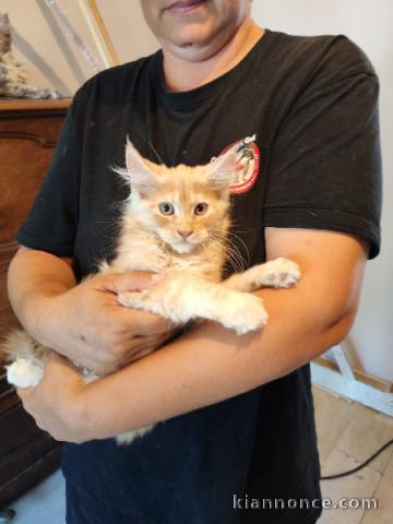 Maine coon mâle a donner urgent 