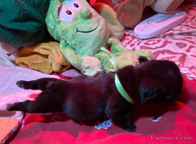 Chiot bouledogue français disponible 