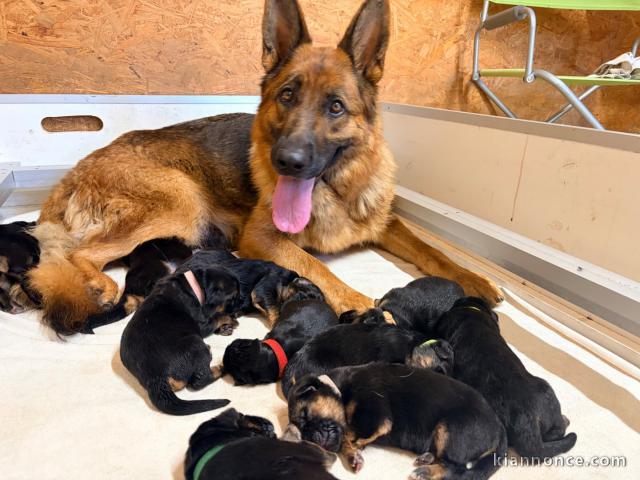 Je donne chiot berger allemand 