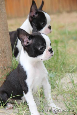 Dons chiots boster terrier 